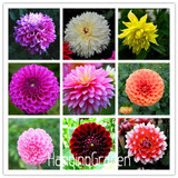 Flower seeds Type ordinally yukako dahlia bulbs seeds bonsai flowers - 100 pcs seeds 24 color mixed,Free shipping!,#84TJ8Q
