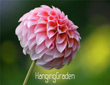 Flower seeds Type ordinally yukako dahlia bulbs seeds bonsai flowers - 100 pcs seeds 24 color mixed,Free shipping!,#84TJ8Q