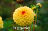 Flower seeds Type ordinally yukako dahlia bulbs seeds bonsai flowers - 100 pcs seeds 24 color mixed,Free shipping!,#84TJ8Q