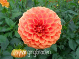 Flower seeds Type ordinally yukako dahlia bulbs seeds bonsai flowers - 100 pcs seeds 24 color mixed,Free shipping!,#84TJ8Q