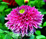Flower seeds Type ordinally yukako dahlia bulbs seeds bonsai flowers - 100 pcs seeds 24 color mixed,Free shipping!,#84TJ8Q