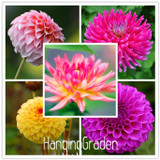 Flower seeds Type ordinally yukako dahlia bulbs seeds bonsai flowers - 100 pcs seeds 24 color mixed,Free shipping!,#84TJ8Q