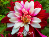 Flower seeds Type ordinally yukako dahlia bulbs seeds bonsai flowers - 100 pcs seeds 24 color mixed,Free shipping!,#84TJ8Q
