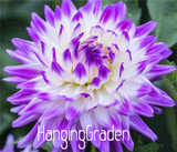 Flower seeds Type ordinally yukako dahlia bulbs seeds bonsai flowers - 100 pcs seeds 24 color mixed,Free shipping!,#84TJ8Q