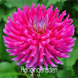 Flower seeds Type ordinally yukako dahlia bulbs seeds bonsai flowers - 100 pcs seeds 24 color mixed,Free shipping!,#84TJ8Q