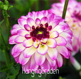 Flower seeds Type ordinally yukako dahlia bulbs seeds bonsai flowers - 100 pcs seeds 24 color mixed,Free shipping!,#84TJ8Q