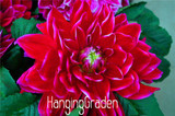 Flower seeds Type ordinally yukako dahlia bulbs seeds bonsai flowers - 100 pcs seeds 24 color mixed,Free shipping!,#84TJ8Q
