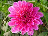 Flower seeds Type ordinally yukako dahlia bulbs seeds bonsai flowers - 100 pcs seeds 24 color mixed,Free shipping!,#84TJ8Q