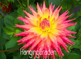Flower seeds Type ordinally yukako dahlia bulbs seeds bonsai flowers - 100 pcs seeds 24 color mixed,Free shipping!,#84TJ8Q