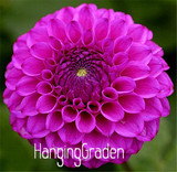 Flower seeds Type ordinally yukako dahlia bulbs seeds bonsai flowers - 100 pcs seeds 24 color mixed,Free shipping!,#84TJ8Q