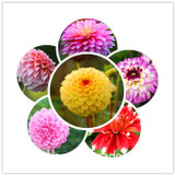Flower seeds Type ordinally yukako dahlia bulbs seeds bonsai flowers - 100 pcs seeds 24 color mixed,Free shipping!,#84TJ8Q