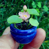 Flower Seeds Bowl Lotus Flower Hydroponic Aquatic Plants Lotus Seeds Perennial Water Lily Plant for Mini Garden 1pcs/PACKS