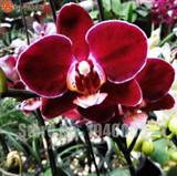 Flower seeds for home garden Phalaenopsis orchid seeds buy-direct-from-china orquidea semente 30 PCS orchid-seed