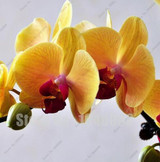 Flower seeds for home garden Phalaenopsis orchid seeds buy-direct-from-china orquidea semente 30 PCS orchid-seed