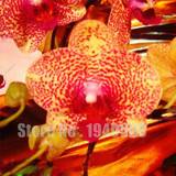 Flower seeds for home garden Phalaenopsis orchid seeds buy-direct-from-china orquidea semente 30 PCS orchid-seed
