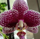 Flower seeds for home garden Phalaenopsis orchid seeds buy-direct-from-china orquidea semente 30 PCS orchid-seed