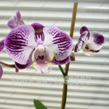 Flower seeds for home garden Phalaenopsis orchid seeds buy-direct-from-china orquidea semente 30 PCS orchid-seed