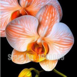Flower seeds for home garden Phalaenopsis orchid seeds buy-direct-from-china orquidea semente 30 PCS orchid-seed