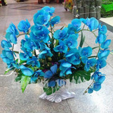 Flower seeds for home garden Phalaenopsis orchid seeds buy-direct-from-china orquidea semente 30 PCS orchid-seed