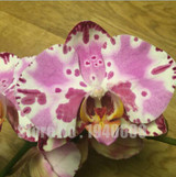 Flower seeds for home garden Phalaenopsis orchid seeds buy-direct-from-china orquidea semente 30 PCS orchid-seed
