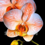 Flower seeds for home garden Phalaenopsis orchid seeds buy-direct-from-china orquidea semente 30 PCS orchid-seed
