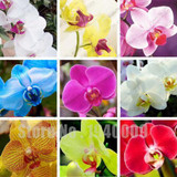 Flower seeds for home garden Phalaenopsis orchid seeds buy-direct-from-china orquidea semente 30 PCS orchid-seed