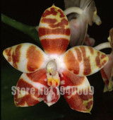 Flower seeds for home garden Phalaenopsis orchid seeds buy-direct-from-china orquidea semente 30 PCS orchid-seed