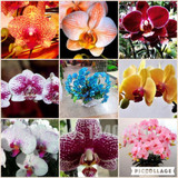 Flower seeds for home garden Phalaenopsis orchid seeds buy-direct-from-china orquidea semente 30 PCS orchid-seed