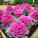 Flower Seeds bonsai Flowering Ornamental Cabbage Seeds Plant Flowering Kale In Bonsai Or Pot Garden Decoration 100 Pcs/Bag Flower Seeds bonsai Flowering Ornamental Cabbage Seeds Plant Flowering Kale In Bonsai Or Pot Garden Decoration 100 Pcs/Bag