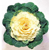 Flower Seeds bonsai Flowering Ornamental Cabbage Seeds Plant Flowering Kale In Bonsai Or Pot Garden Decoration 100 Pcs/Bag Flower Seeds bonsai Flowering Ornamental Cabbage Seeds Plant Flowering Kale In Bonsai Or Pot Garden Decoration 100 Pcs/Bag