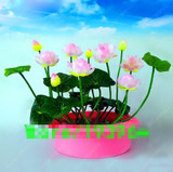 Flower seeds bowl lotus flower hydroponic Aquatic plants lotus seeds perennial water lily plant for mini garden 5 pcs/bag