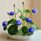 Flower seeds bowl lotus flower hydroponic Aquatic plants lotus seeds perennial water lily plant for mini garden 5 pcs/bag