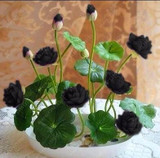 Flower seeds bowl lotus flower hydroponic Aquatic plants lotus seeds perennial water lily plant for mini garden 5 pcs/bag