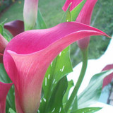 Calla Lily Bulbs Potted Balcony Plant Calla flower bulbs Can Radiation Absorption Mixed Colors not calla lily plant seeds