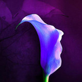 Calla Lily Bulbs Potted Balcony Plant Calla flower bulbs Can Radiation Absorption Mixed Colors not calla lily plant seeds