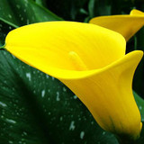 Calla Lily Bulbs Potted Balcony Plant Calla flower bulbs Can Radiation Absorption Mixed Colors not calla lily plant seeds