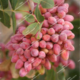 Nut tree Pistachios seeds Chinese Pistacia rare outdoor fruit tree seeds tropical plant bonsai seeds 5pcs/bag
