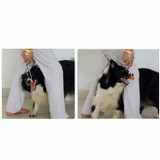 Novelty Stretchable Design Pet Training Clicker Dog Cat Agility Training Clickers Bird Whistle Commander Supplies Accessory