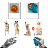 Novelty Stretchable Design Pet Training Clicker Dog Cat Agility Training Clickers Bird Whistle Commander Supplies Accessory