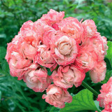 Garden Geranium Seeds Rare And Beautiful Pot Flower Plants Pelargonium Flowers For Garden Decoration Bonsai Seed 100pcs Semillas