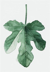 Watercolor Tropical Leaf Canvas Art Print Poster, Wall Pictures for Home Decoration, Giclee Wall Decor  195