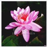 Water Lilies seeds, water lily seeds, Bowl lotus seeds - 5 seeds Water Lilies seeds, water lily seeds, Bowl lotus seeds - 5 seeds