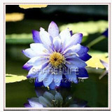 Water Lilies seeds, water lily seeds, Bowl lotus seeds - 5 seeds Water Lilies seeds, water lily seeds, Bowl lotus seeds - 5 seeds
