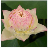 Water Lilies seeds, water lily seeds, Bowl lotus seeds - 5 seeds Water Lilies seeds, water lily seeds, Bowl lotus seeds - 5 seeds
