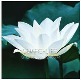 Water Lilies seeds, water lily seeds, Bowl lotus seeds - 5 seeds Water Lilies seeds, water lily seeds, Bowl lotus seeds - 5 seeds