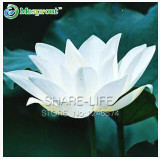 Water Lilies seeds, water lily seeds, Bowl lotus seeds - 5 seeds Water Lilies seeds, water lily seeds, Bowl lotus seeds - 5 seeds