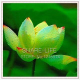 Water Lilies seeds, water lily seeds, Bowl lotus seeds - 5 seeds Water Lilies seeds, water lily seeds, Bowl lotus seeds - 5 seeds