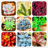 New Seeds 2017!99 Kinds Rare Succulents Seeds Lithops Seeds Pseudotruncatella Office Bonsai Plants Flower Seed 100 PCS/Bag,#M0EH