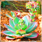 New Seeds 2017!99 Kinds Rare Succulents Seeds Lithops Seeds Pseudotruncatella Office Bonsai Plants Flower Seed 100 PCS/Bag,#M0EH