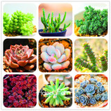New Seeds 2017!99 Kinds Rare Succulents Seeds Lithops Seeds Pseudotruncatella Office Bonsai Plants Flower Seed 100 PCS/Bag,#M0EH